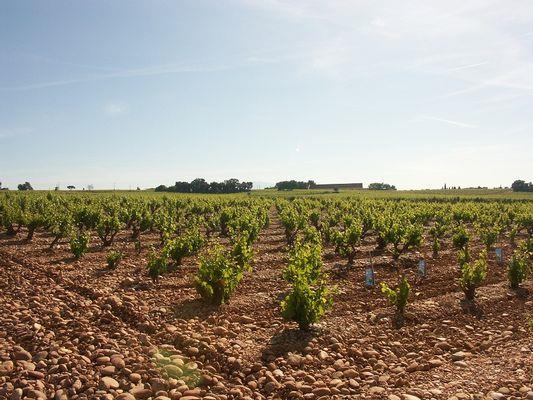 Chateauneuf du Pape et ses 13 cépages - Photo 1